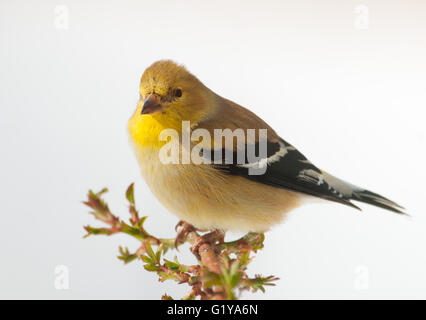 Chardonneret jaune mâle en plumage d'hiver, assis sur une branche de rose avec un fond de neige Banque D'Images