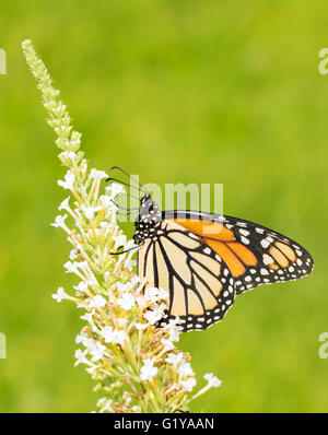 Papillon monarque femelle se nourrissant de fleurs aux papillons blancs, avec un fond vert Banque D'Images