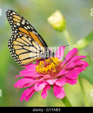 Le monarque se nourrissant de Zinnia rose fleur en jardin d'été Banque D'Images