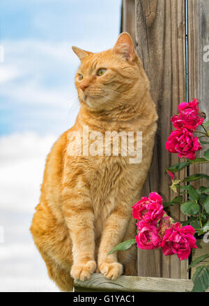 Ginger tabby cat assis sur le côté du porche en bois, avec des roses Banque D'Images