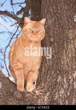 Ginger tabby cat très haut dans un arbre Banque D'Images