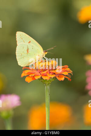 Femelle jaune ciel papillon se nourrissent d'une orange Zinnia en été jardin Banque D'Images