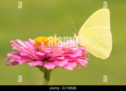 Phoebis sennae jaune vif, bleu papillon fleur rose sur fond vert contre Banque D'Images