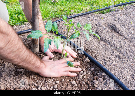 Close-up of farmer la plantation des tomates dans le jardin au printemps Banque D'Images