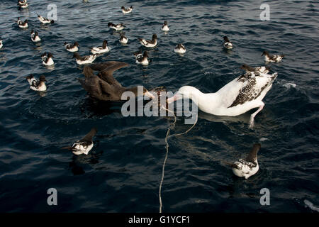 Rencontrez des albatros au large de la Nouvelle-Zélande attire les albatros et autres oiseaux marins de la côte avec des poissons appâts rempli de foie. Banque D'Images