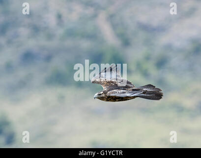 Black-chested-Eagle buzzard (Geranoaetus melanoleucus) Chili Patagonie immatures Banque D'Images