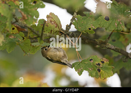 Regulus regulus Goldcrest Octobre migrants North Norfolk Banque D'Images