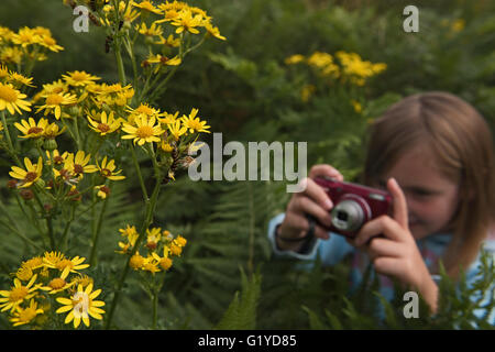 Jeune fille photographiant Cinnibar Espèce de chenilles sur Ragwort, Kelling Heath Norfolk summer Banque D'Images