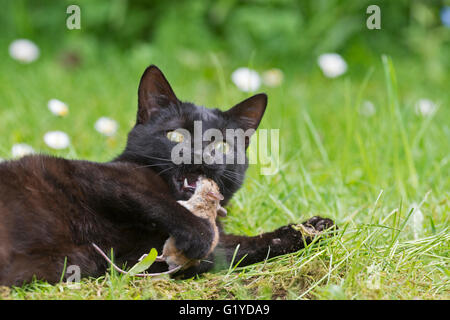 Chat domestique noire dans jardin avec souris récemment rejoint Norfolk Banque D'Images