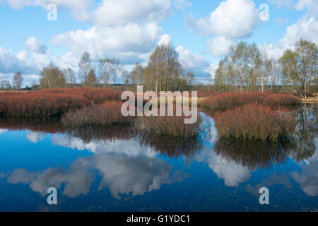 Gagel Fleur (Myrica gale) de Moor, de l'Ems, Basse-Saxe, Allemagne Banque D'Images