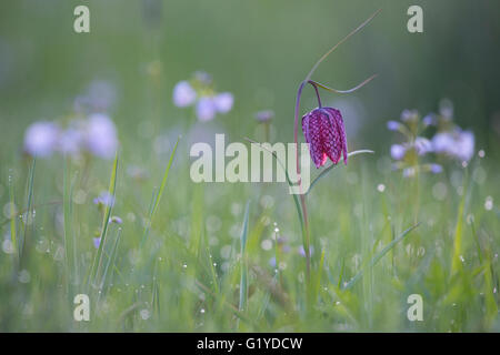 Damier violet lily (Fritillaria meleagris), prairie avec dewdrops, Basse-Saxe, Allemagne Banque D'Images