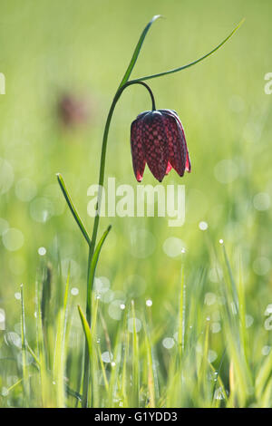 Damier violet lily (Fritillaria meleagris), Basse-Saxe, Allemagne Banque D'Images