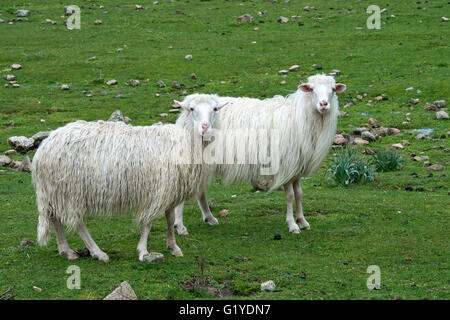 Chambre moutons dans le pâturage, Sardaigne, Italie Banque D'Images