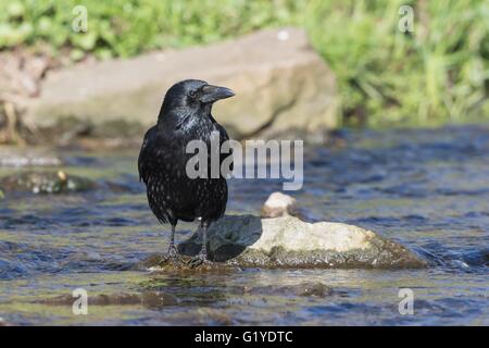 Corneille noire (Corvus corone) debout sur la pierre dans l'eau, Hesse, Allemagne Banque D'Images