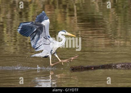 Héron cendré (Ardea cinerea) débarquement sur le bois mort dans l'eau, Hesse, Allemagne Banque D'Images