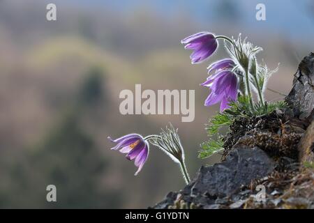 L'anémone pulsatille commune ou l'anémone pulsatille (pulsatilla vulgaris), Hesse, Allemagne Banque D'Images