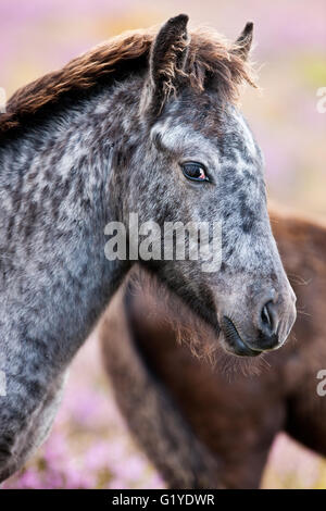 La colline de Dartmoor poney Highland, colt, portrait, Dartmoor National Park, Devon, Royaume-Uni Banque D'Images