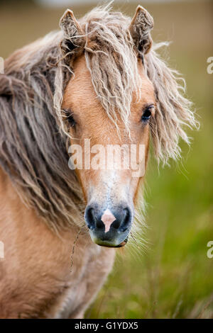 La colline de Dartmoor Poney Highland, Palomino, portrait, Dartmoor National Park, Devon, Royaume-Uni Banque D'Images