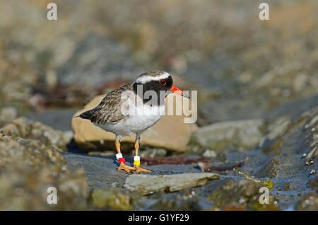 « Récent rive rive ou siffleur (Thinornis novaeseelandiae) Mangere Island Île du Nord Nouvelle-zélande - espèces menacées avec wor Banque D'Images