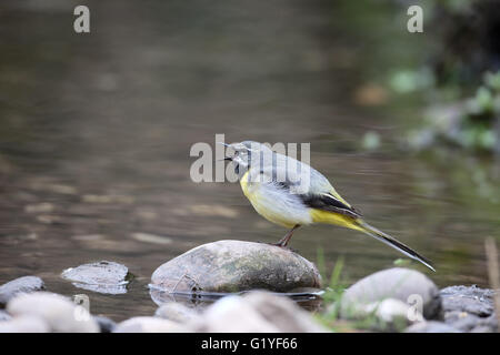 Bergeronnette, Motacilla cinerea, seul mâle par l'eau, dans le Warwickshire, Avril 2016 Banque D'Images
