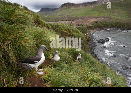 Albatros à tête grise Thalassarche chrysostoma, colonie de Elsehul, Géorgie du Sud, janvier Banque D'Images