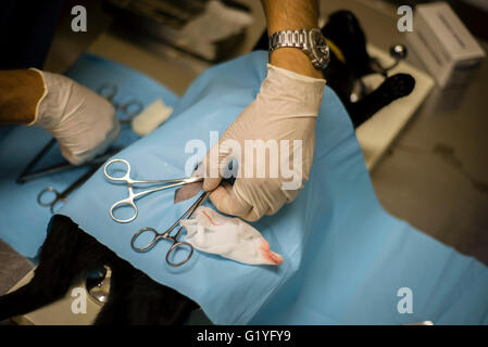 Chirurgie sur un chat dans une clinique vétérinaire.Windhoek. La Namibie (Photo par Oleksandr Rupeta) Banque D'Images