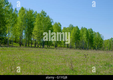 Paysage du bois de bouleau, en mai, une herbe, un bosquet, un paysage, une saison, de bouleaux, de la flore, vert, peut, en Sibérie, printemps Banque D'Images