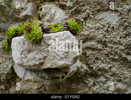 Plante grasse poussant sur un mur de pierre ican Istrie Croatie Banque D'Images