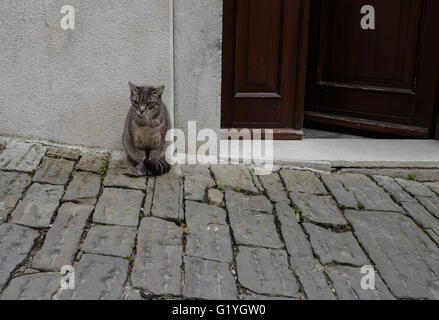 Chat gris assis dehors la porte sur d'anciennes voies pavées Banque D'Images
