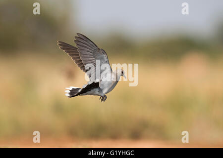 Turtle Dove Streptopelia turtur juvenile taking flight Belchite Espagne Banque D'Images