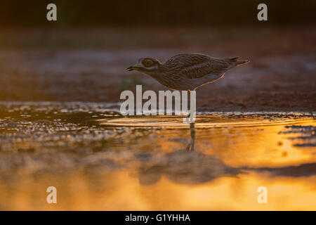 Bruant Culew Burhinus bistriatus Belchite Espagne Banque D'Images