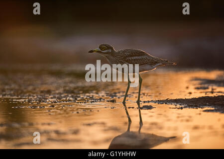 Bruant Culew Burhinus bistriatus Belchite Espagne Banque D'Images