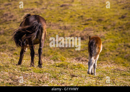 Poulain poney Exmoor avec mère, Exmoor. Banque D'Images