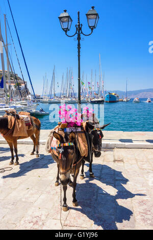 Les Ânes le long du secteur riverain de la ville d''Hydra, l'île d'Hydra, Grèce Banque D'Images