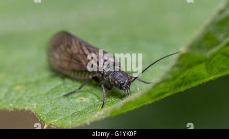 Alder Fly (Sialis sp) Banque D'Images