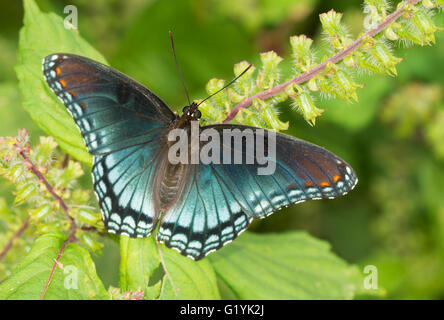 L'amiral rouge-violet tacheté butterfly resting on a peint l'ortie Banque D'Images