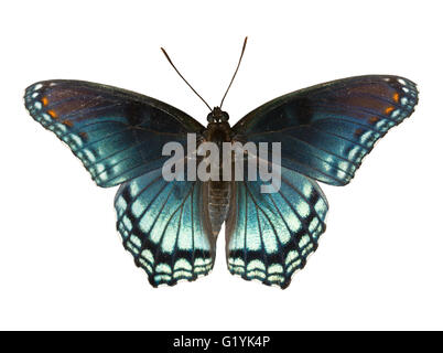 Rouge pourpre, Admiral Limenitis arthemis astyanax, beau papillon bleu isolated on white Banque D'Images