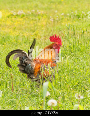 Beau coq bantam de couleur perdrix dans une cour ensoleillée en été Banque D'Images