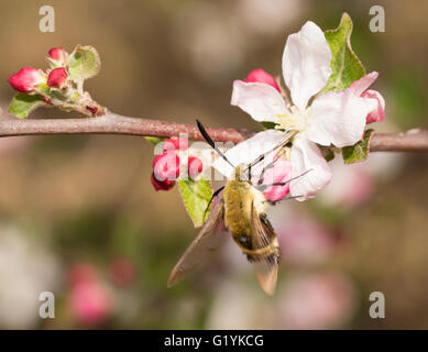 La symphorine se nourrissant sur une fleur de pomme au début du printemps Banque D'Images