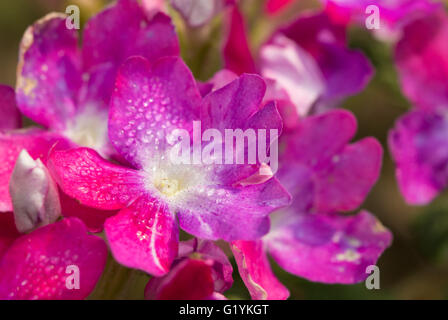 L'Abronie rose fleur avec gouttes de rosée dans le soleil du matin Banque D'Images