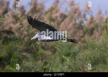 Vol Shoebill Banque D'Images