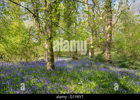 Journée de printemps ensoleillée à Etherow Country Park près de Stockport, Angleterre. Banque D'Images