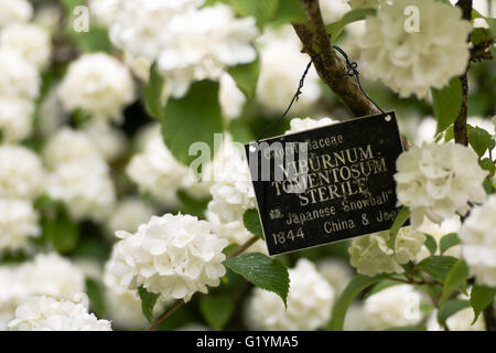 Boule japonaise, bush Viburnum plicatum tomentosum f. «stérile' avec signe. Fleurs blanches de la famille Adoxaceae, arbuste Banque D'Images