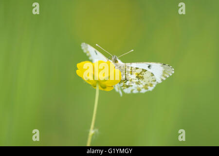 Vue de face close-up of Orange tip (anthocharis cardamines papillon) Alimentation à partir de la renoncule jaune fleurs. Banque D'Images