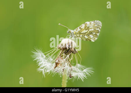 Vue de côté libre de pointe (anthocharis cardamines Orange) reposant sur une fleur de pissenlit. Banque D'Images