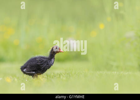 Foulque macroule, Fulica atra, chick qui traverse une prairie d'herbe à la suite de sa mère. Point de vue basse Banque D'Images