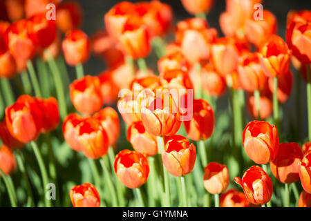 Close up de tulipes au printemps de Las Vegas, Nevada Banque D'Images