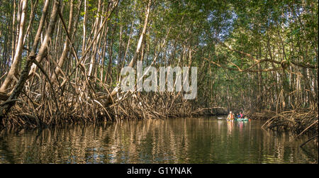 Péninsule de Osa, COSTA RICA - l'homme et la femme en kayak de mangrove. Banque D'Images