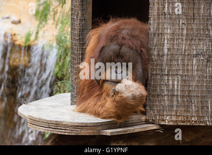 Vie d'un orang-outan dans une captivité. Banque D'Images