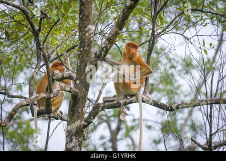 Singe proboscis. Parc national de Bako. Sarawak, Bornéo, Malaisie. Banque D'Images